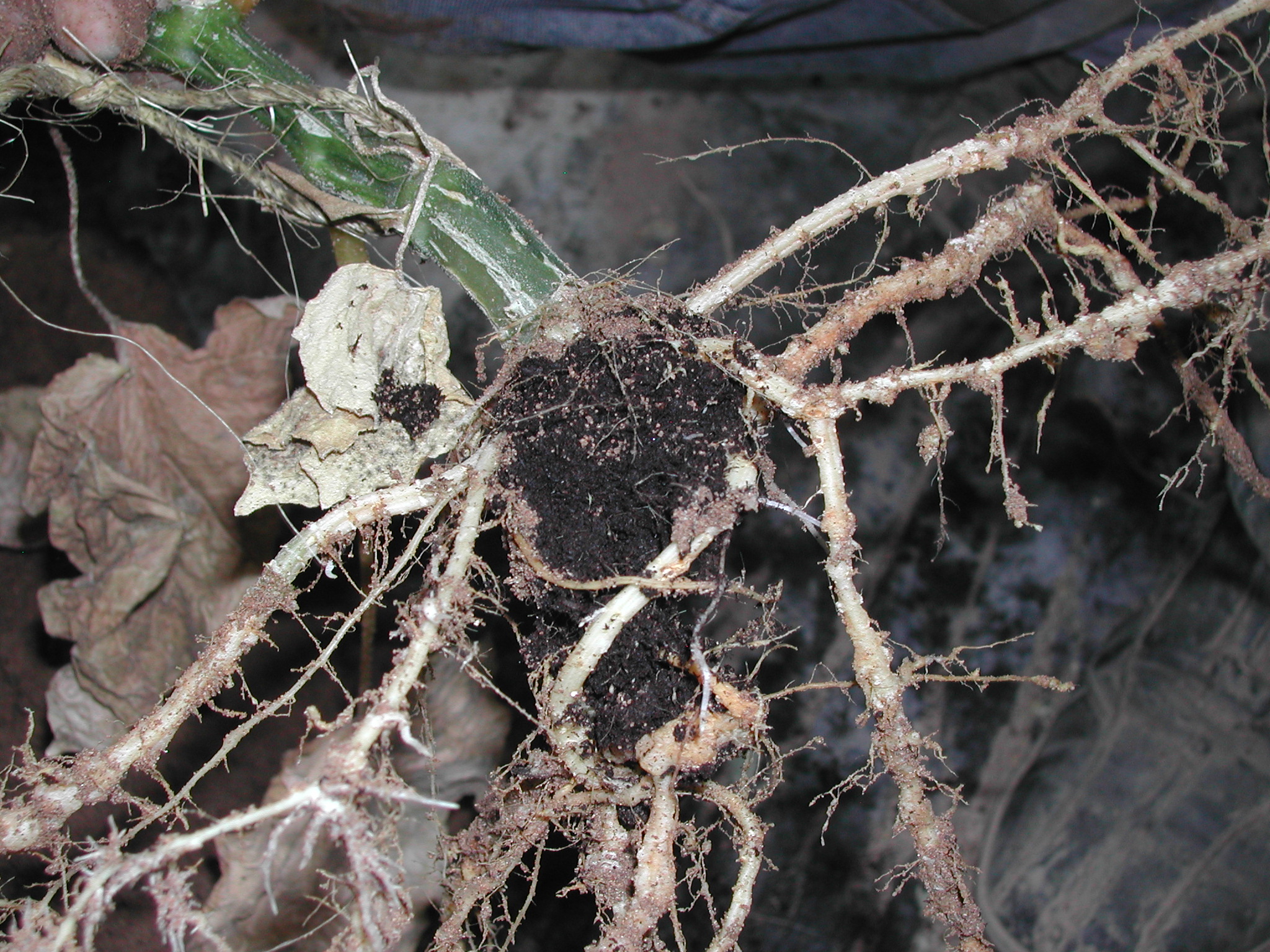 8-radici-cetriolo-sane-con-BioAksxter.JPG