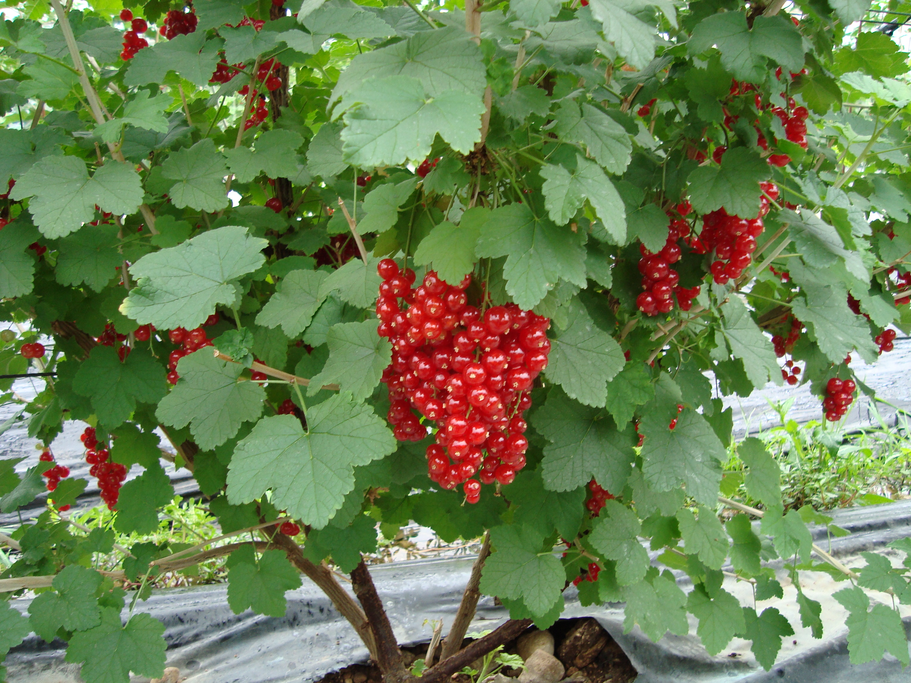 8-Ribes-coltivato-con-BioAksxter-elevata-pezzatura.JPG