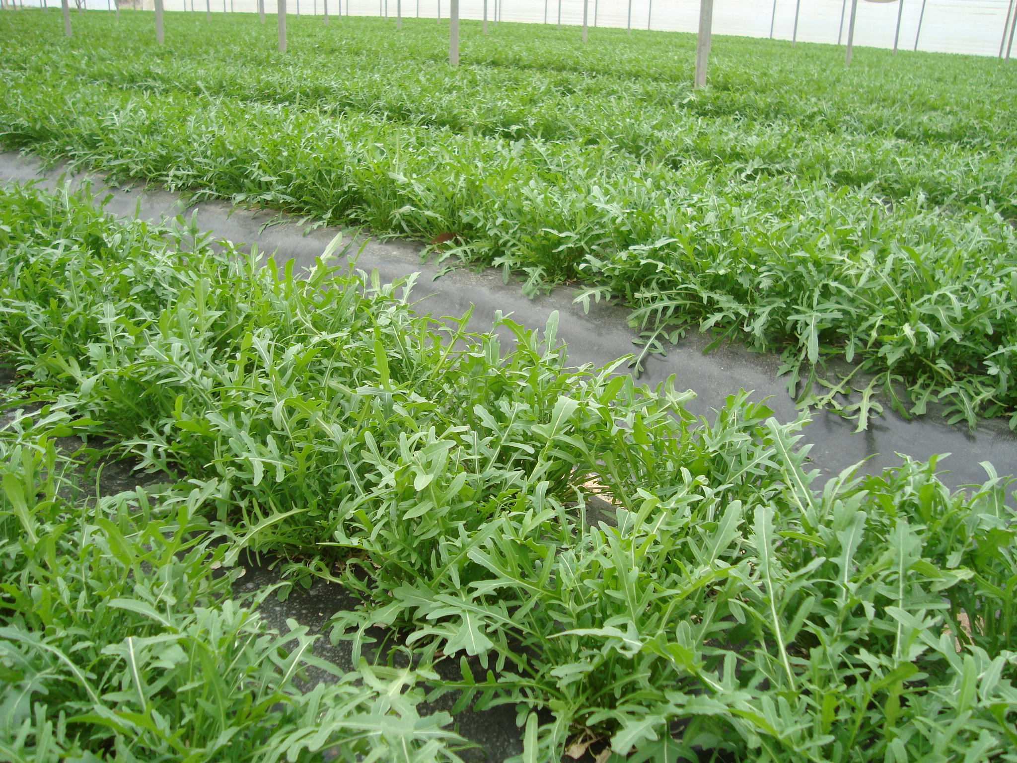 8-Rucola-in-serra-coltivata-con-BioAksxter.JPG