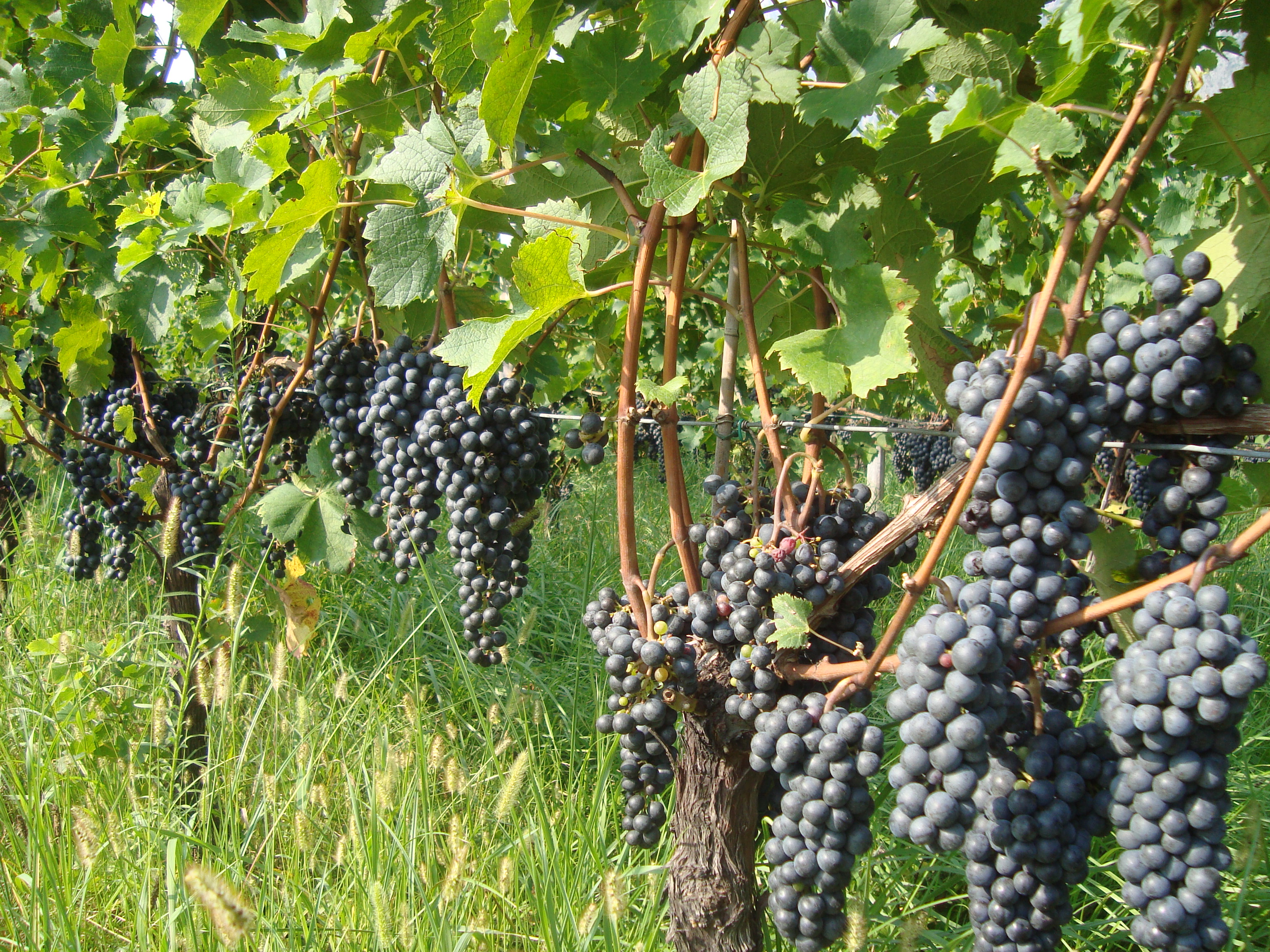 8-uva-merlot-elevata-qualit-con-BioAksxter-preservare-terreno.JPG