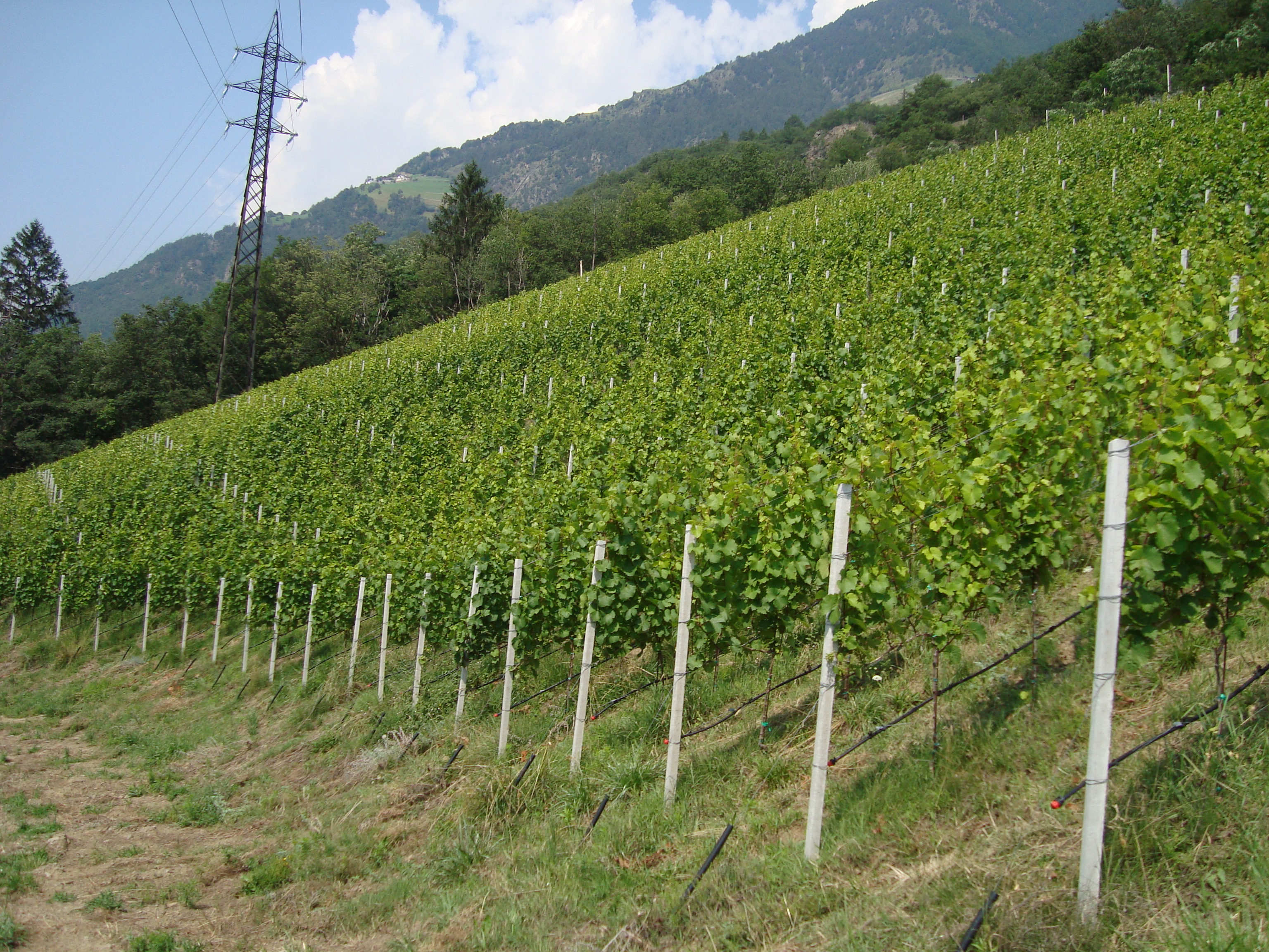 8-vigneto-aumentare-produzione-uva-riesling-con-BioAksxter.JPG