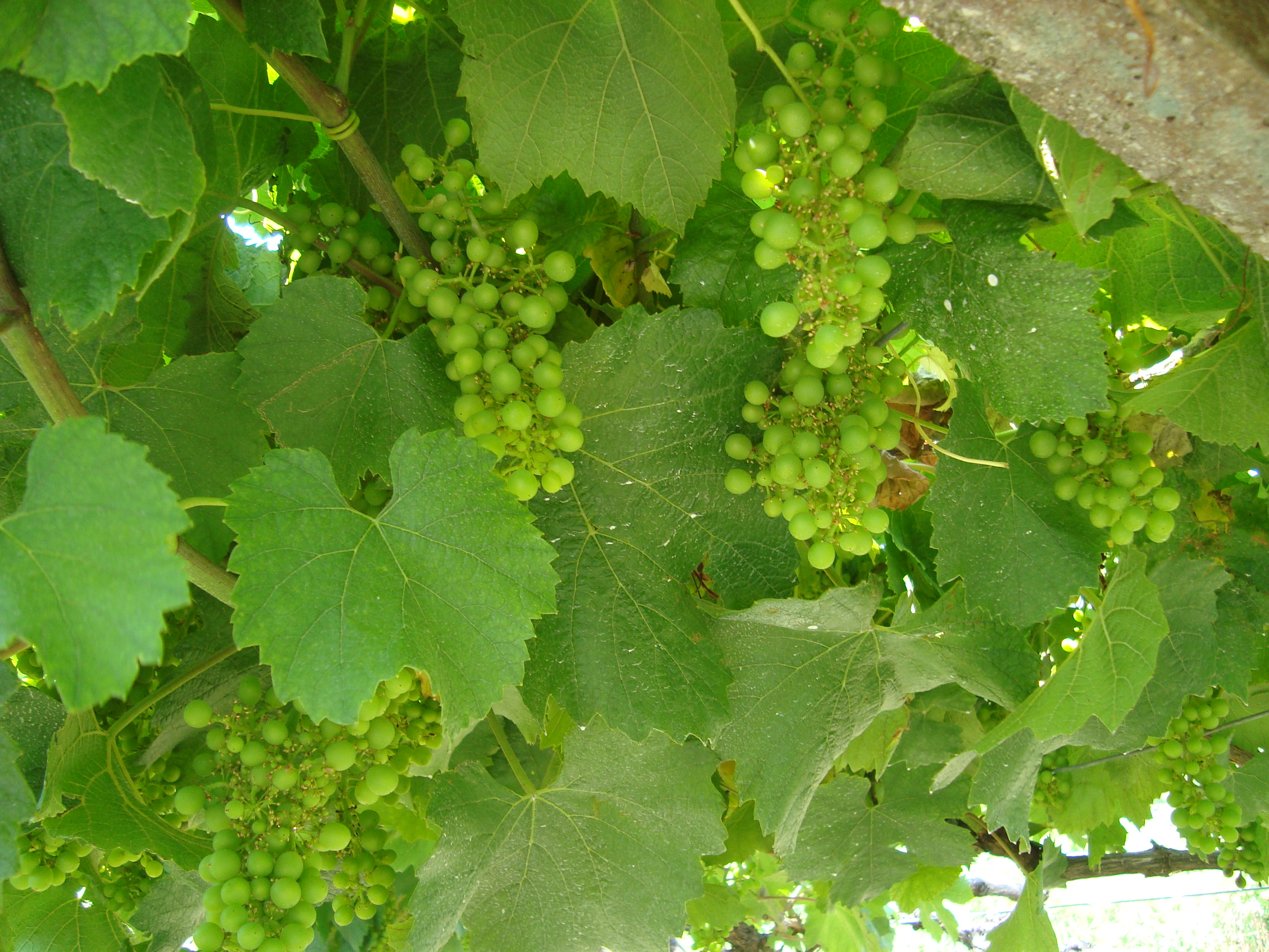 8-vigneto-variet-Chardonnay-riduzione-disseccamento-rachide-con-BioAksxter.JPG