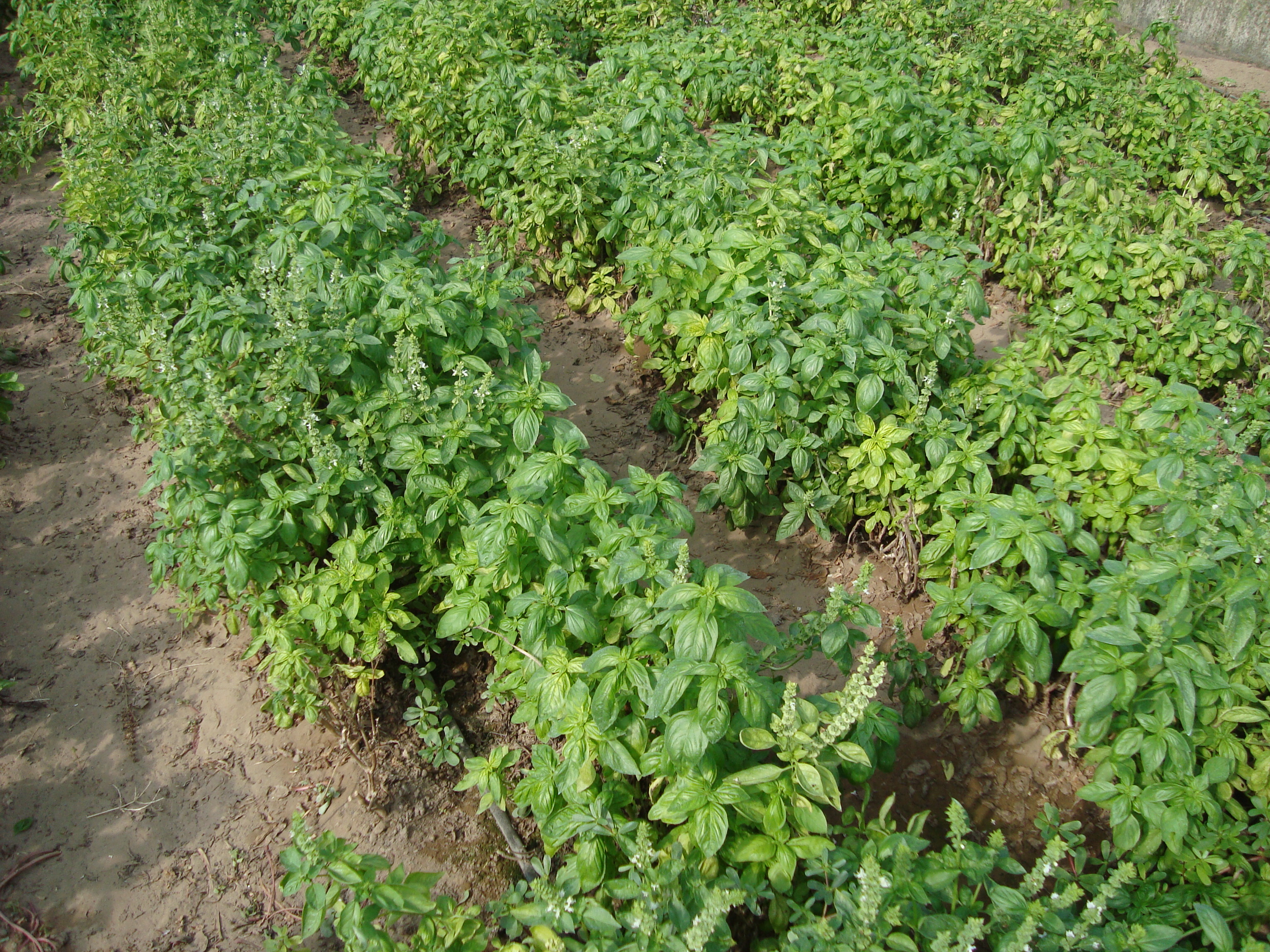 9-Basilico-come-migliorare-lo-stato-sanitario-e-produzione.JPG 9-Basilico-come-migliorare-lo-stato-sanitario-e-produzione.JPG