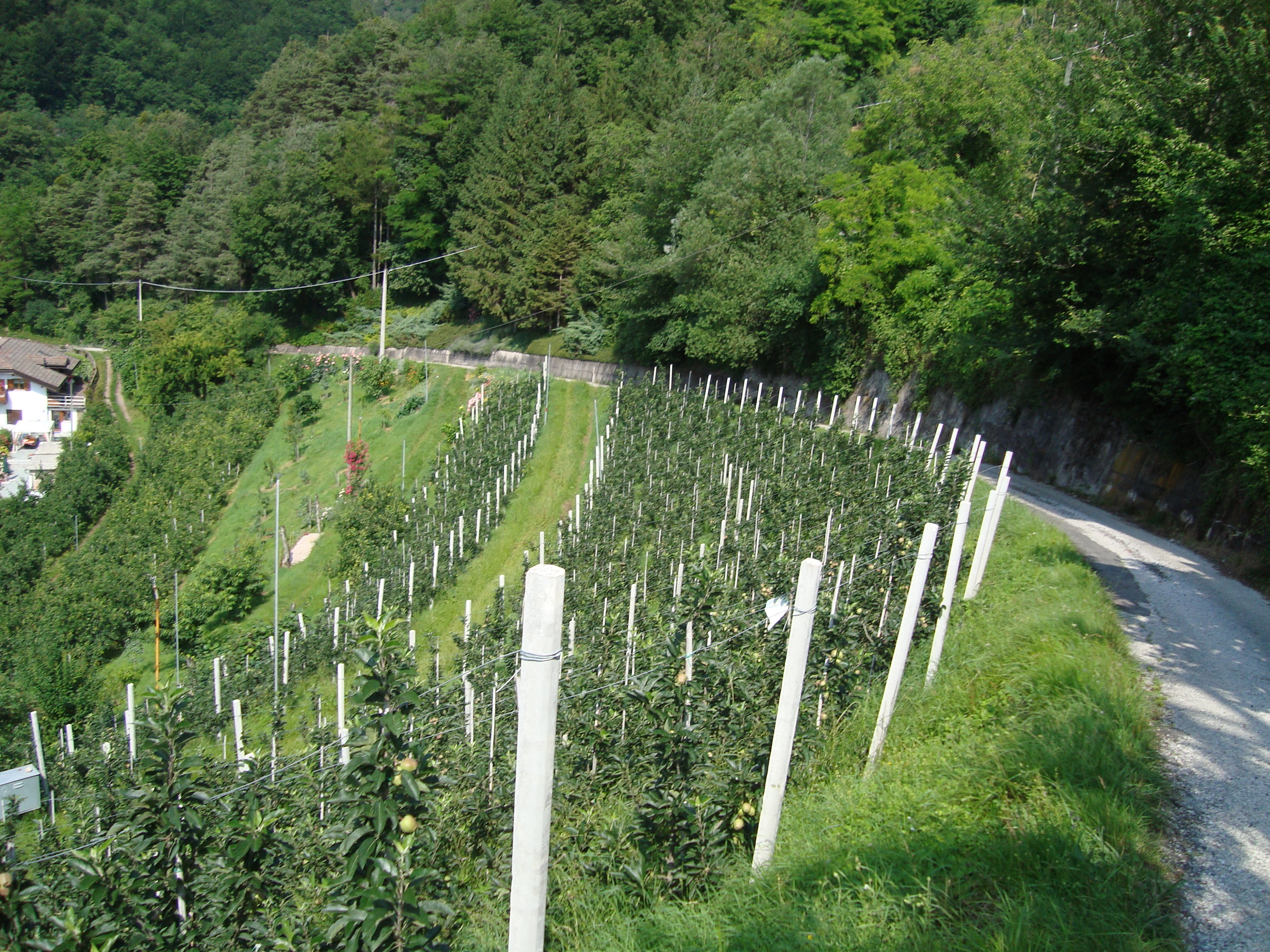 9-clorosi-frutteto-come-risolvere-con-BioAksxter.JPG 9-clorosi-frutteto-come-risolvere-con-BioAksxter.JPG