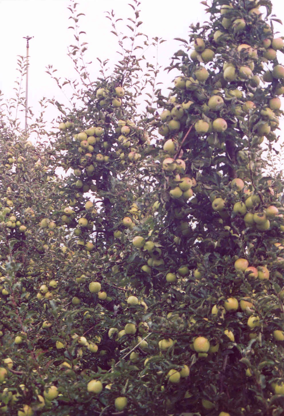 9-coltura-biologica-di-mele-Gold-Rush-elevata-produttivit-con-BioAksxter.jpg 9-coltura-biologica-di-mele-Gold-Rush-elevata-produttivit-con-BioAksxter.jpg