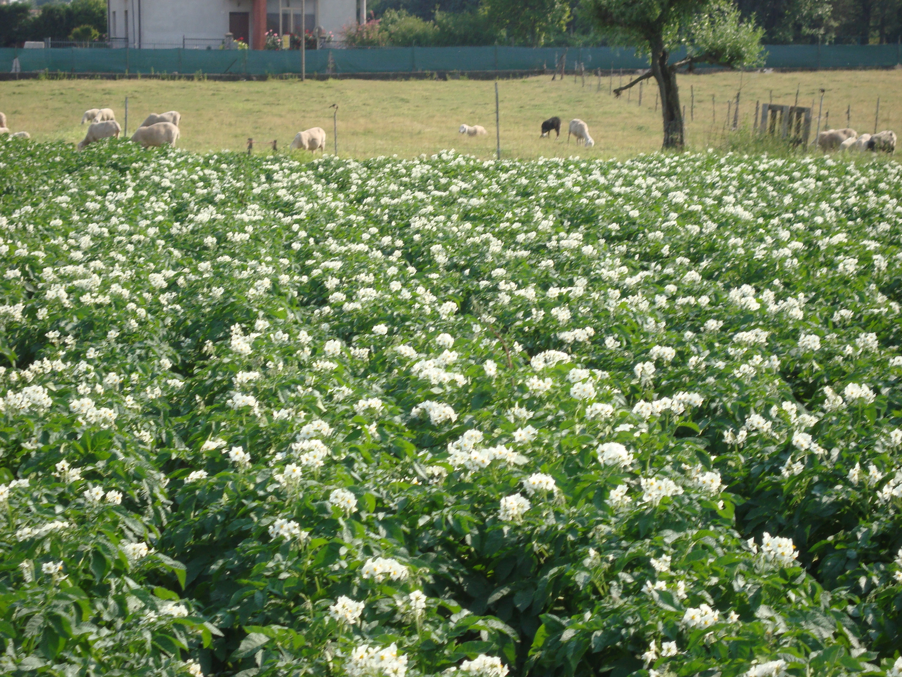 9-coltura-di-patate-residuo-zero-con-BioAksxter.JPG 9-coltura-di-patate-residuo-zero-con-BioAksxter.JPG