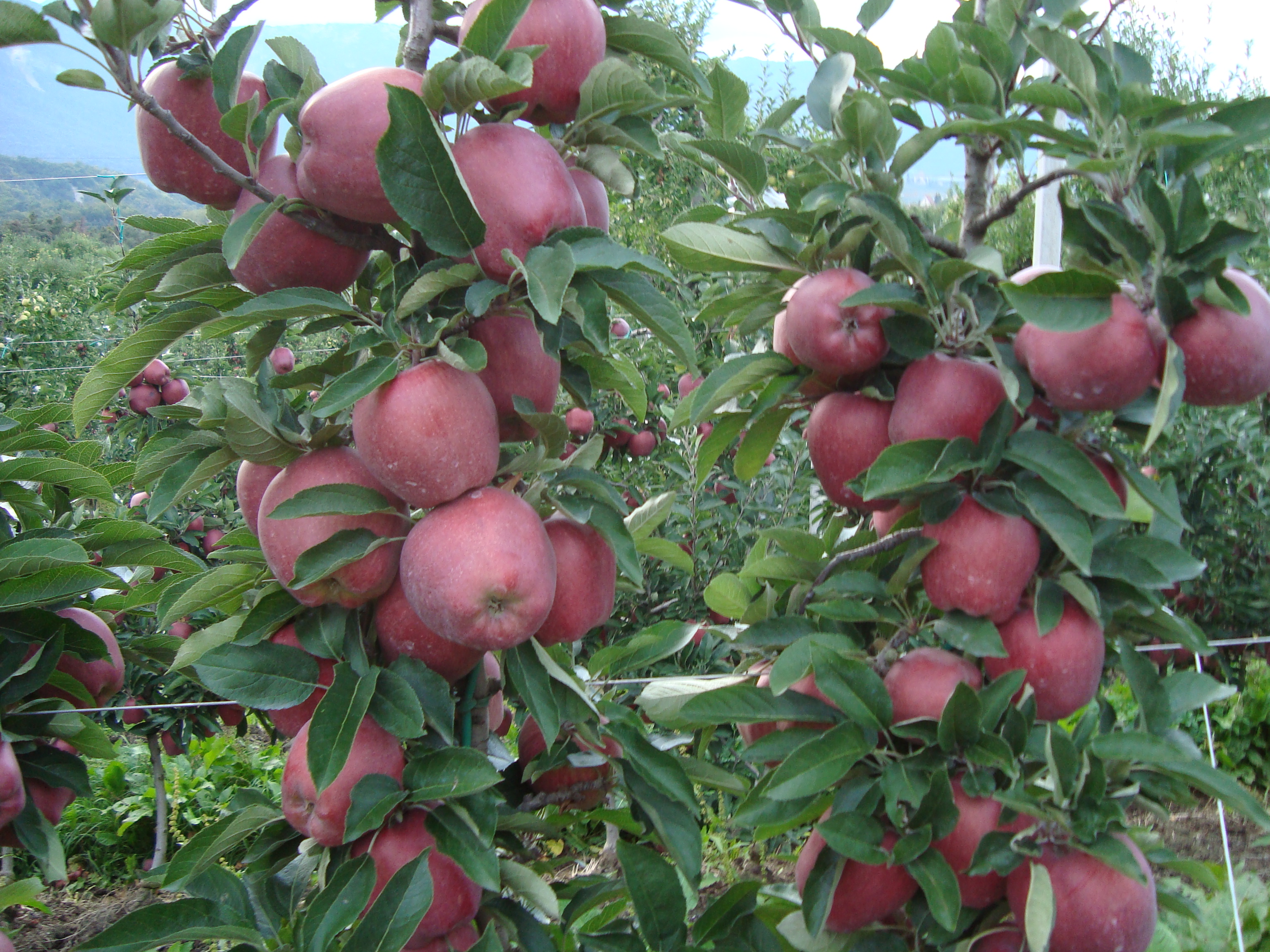 9-elevata-produttivit-meleto-e-differenziazione-di-gemme-a-fiore-con-BioAksxter.JPG 9-elevata-produttivit-meleto-e-differenziazione-di-gemme-a-fiore-con-BioAksxter.JPG