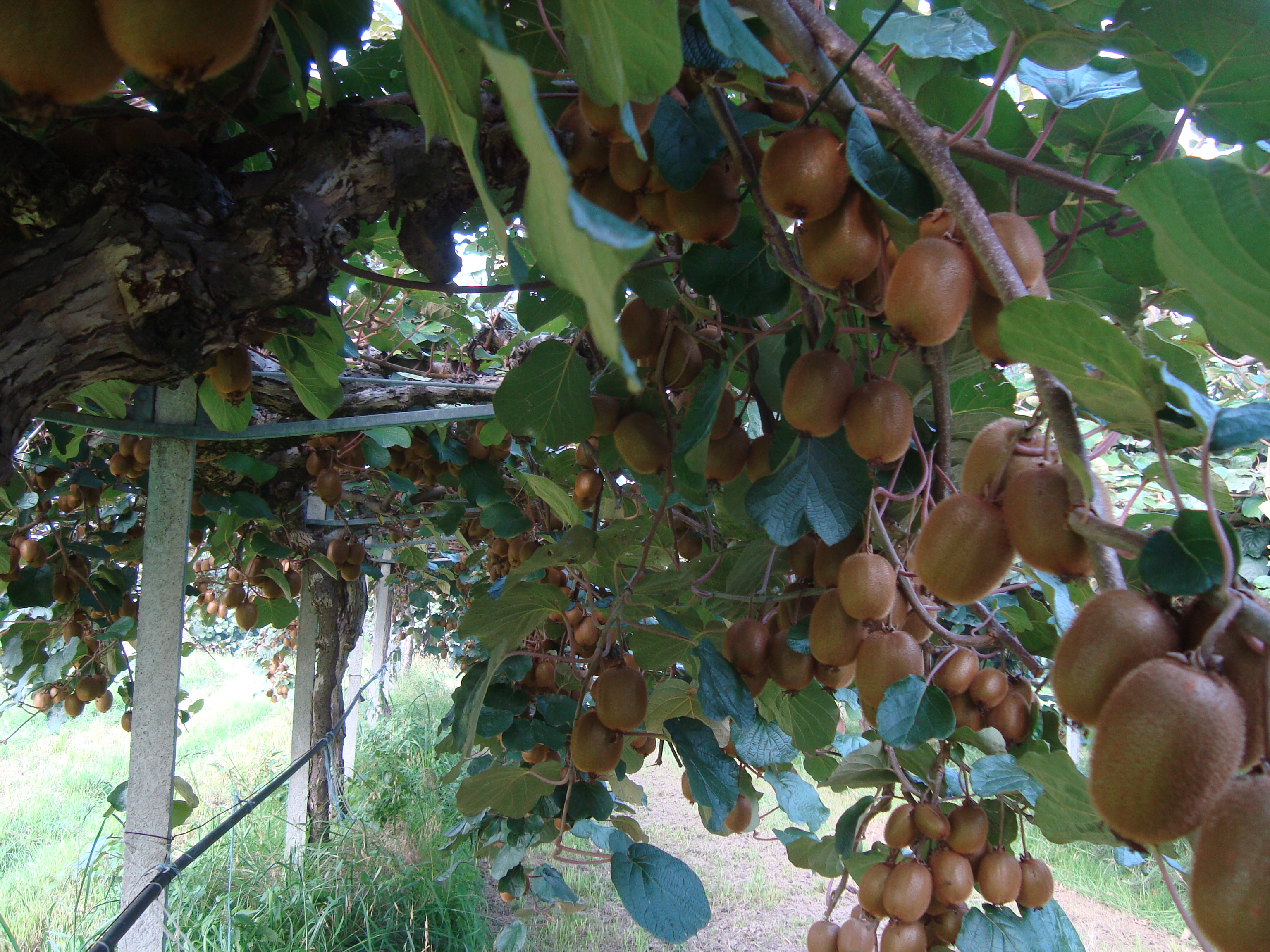 9-kiwi-coltivato-con-BioAksxter-aumento-produttivo.JPG