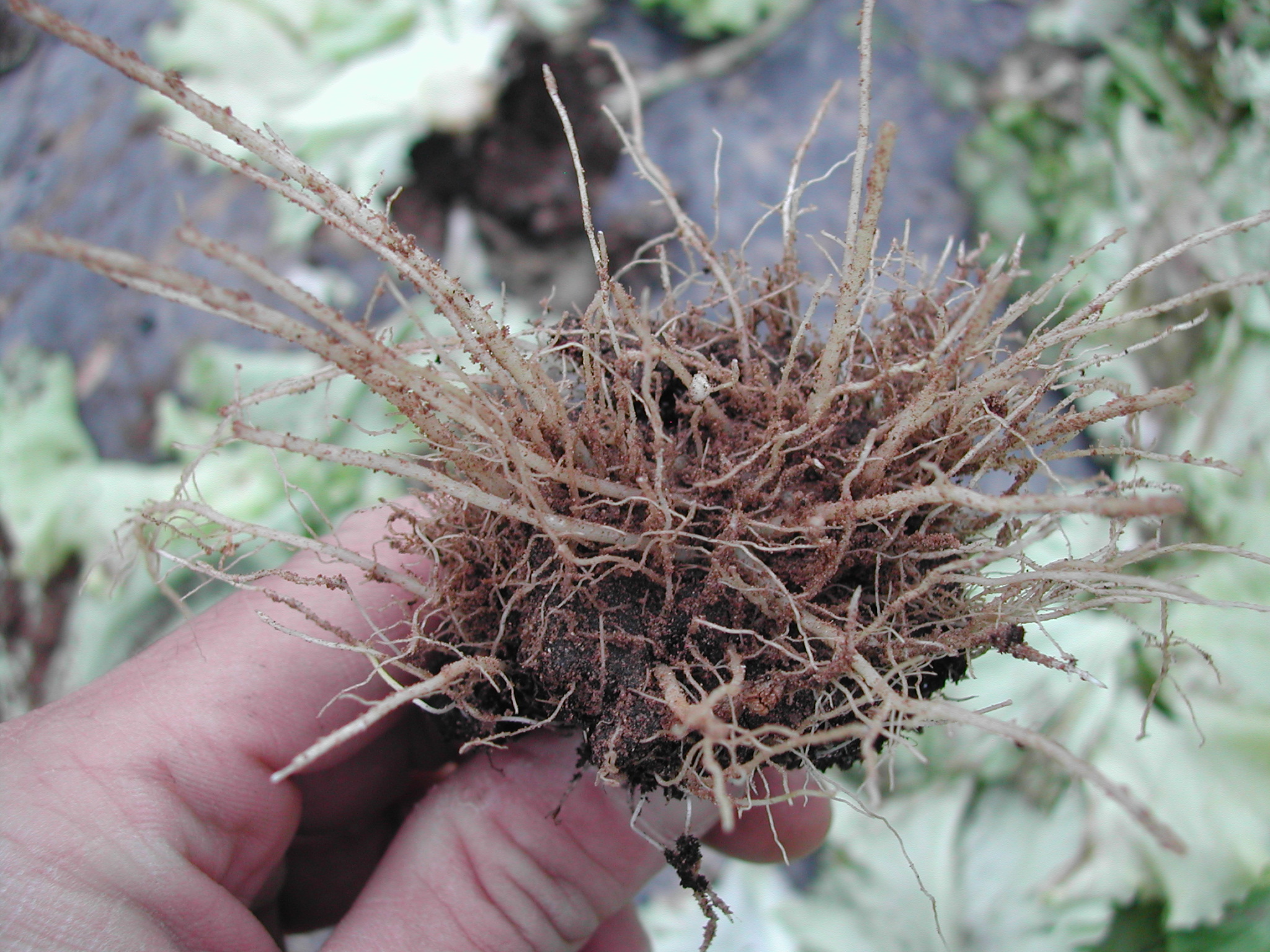 9-radici-lattuga-soluzione-nematodi-BioAksxter.JPG