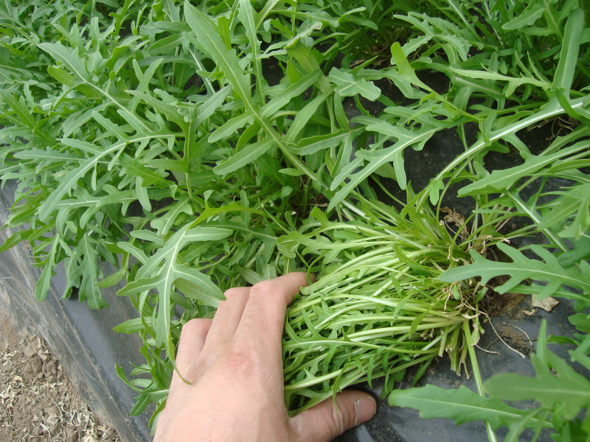 9-Rucola-in-serra-coltivazione-con-BioAksxter.JPG