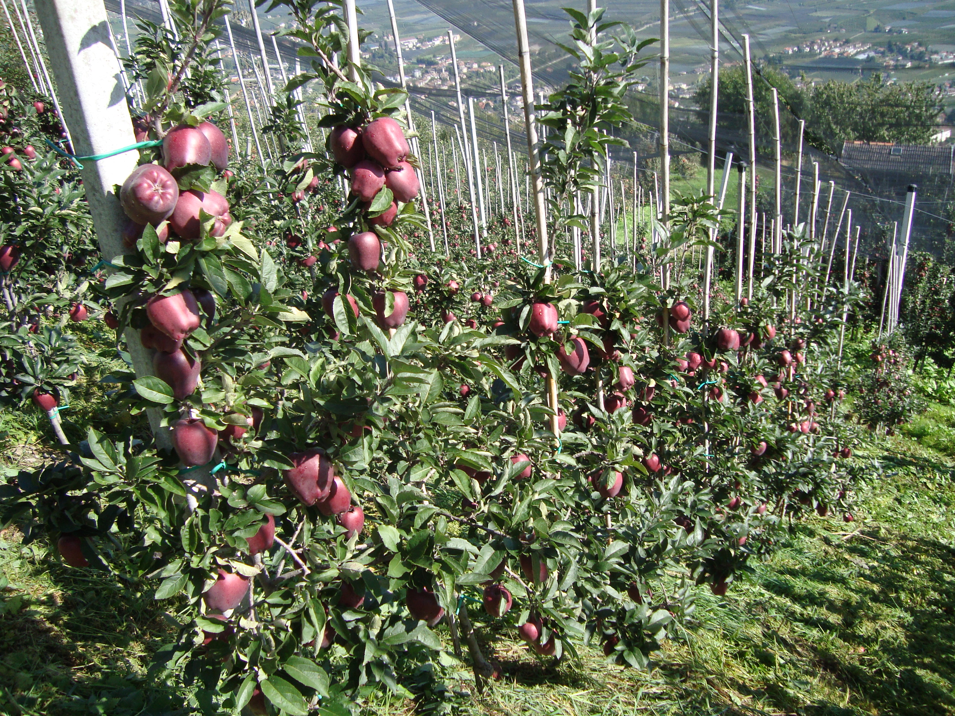 9-Stark-Deliciuos-variet-Spur-coltivate-con-BioAksxter-qualit-resa-pezzatura-mele.JPG 9-Stark-Deliciuos-variet-Spur-coltivate-con-BioAksxter-qualit-resa-pezzatura-mele.JPG