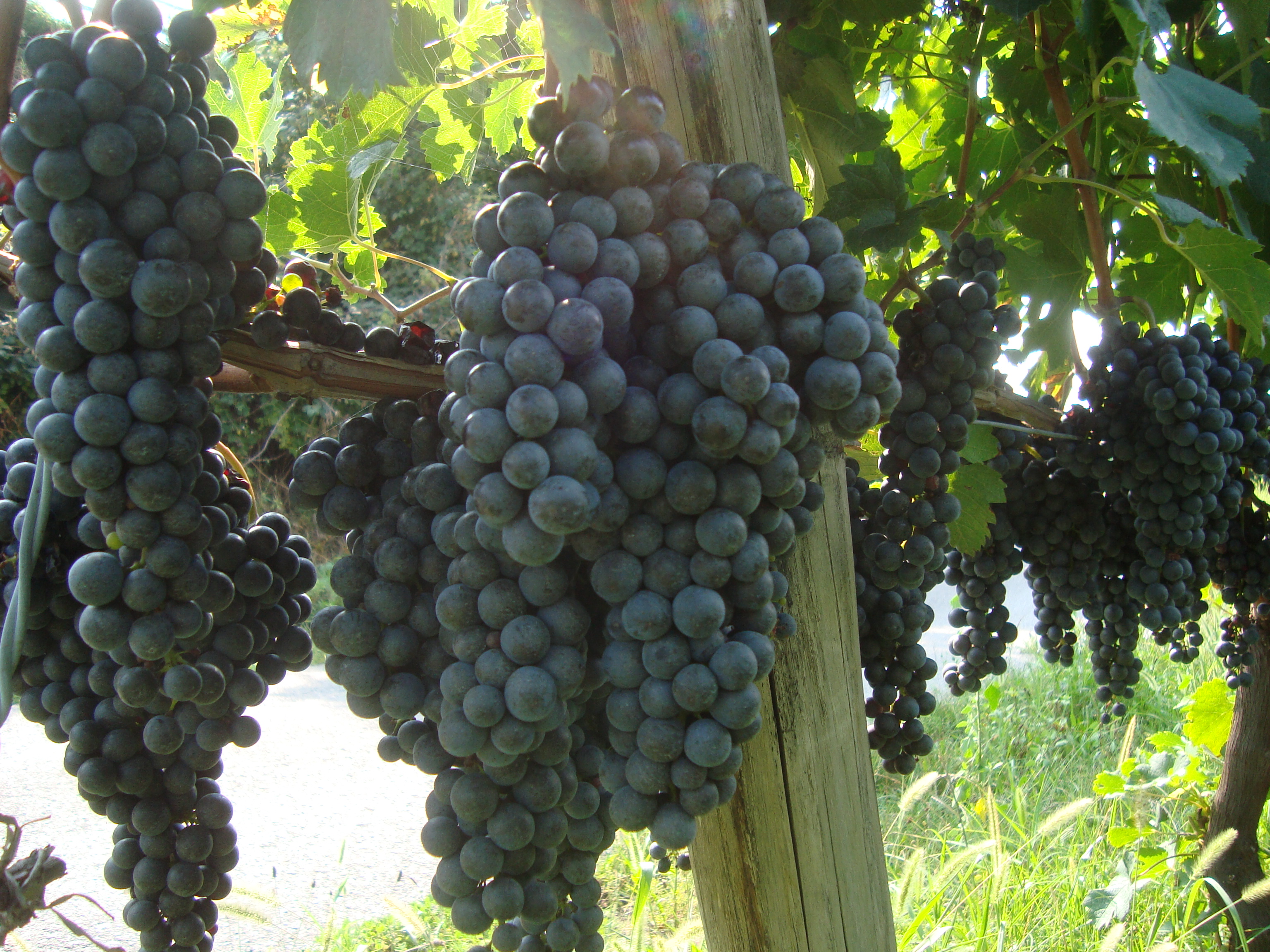 9-uva-Merlot-preservare-produttivit-suolo-con-BioAksxter.JPG
