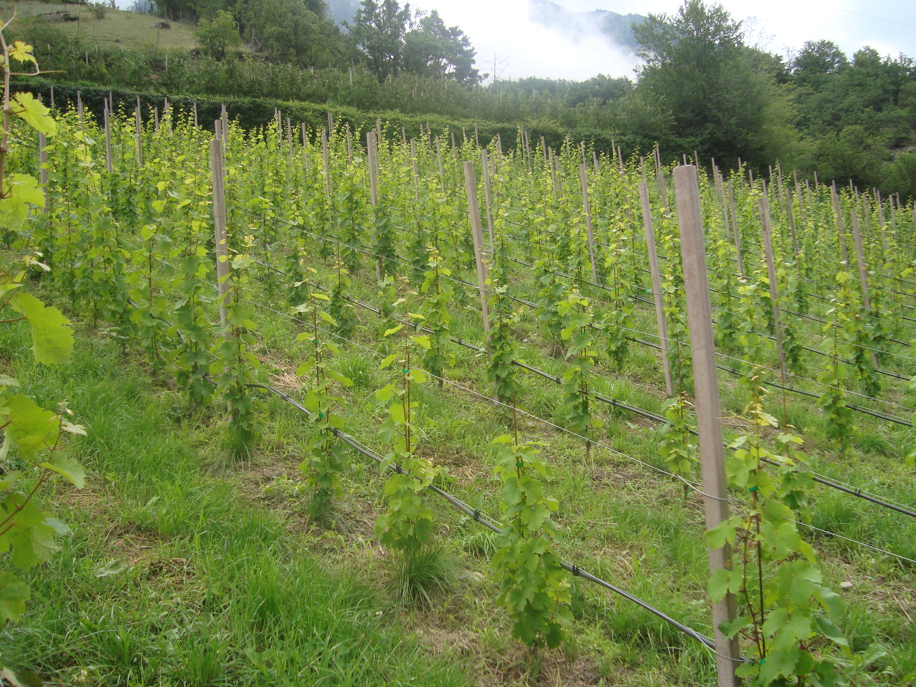 9-vigneto-aumentare-produzione-nuovi-impianti-riesling-con-BioAksxter.JPG