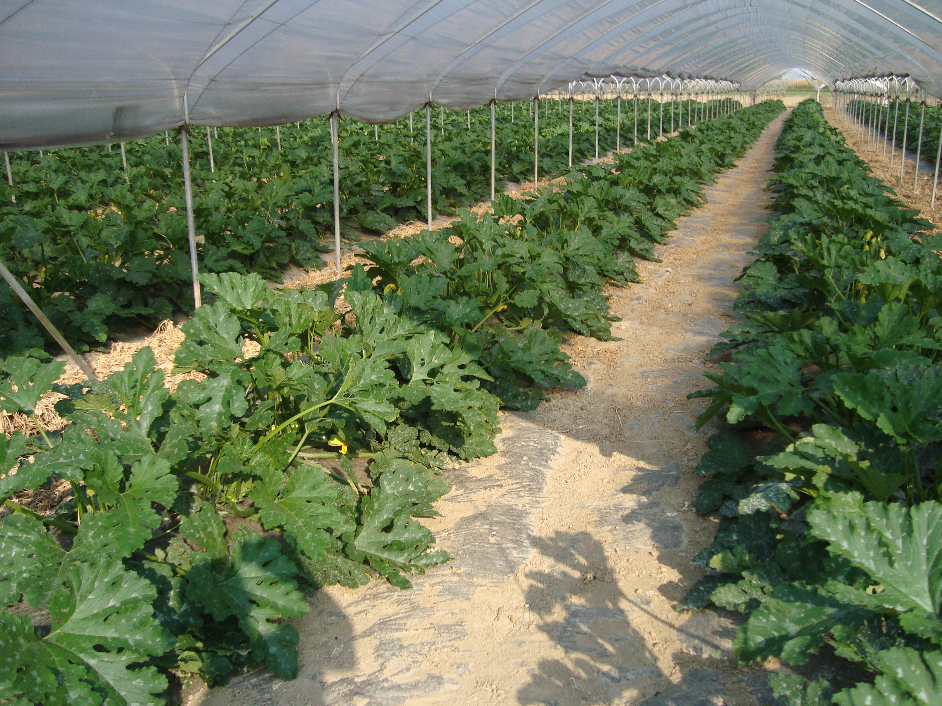 9-zucchino-in-serra-coltivato-con-BioAksxter-senza-fumiganti.JPG 9-zucchino-in-serra-coltivato-con-BioAksxter-senza-fumiganti.JPG