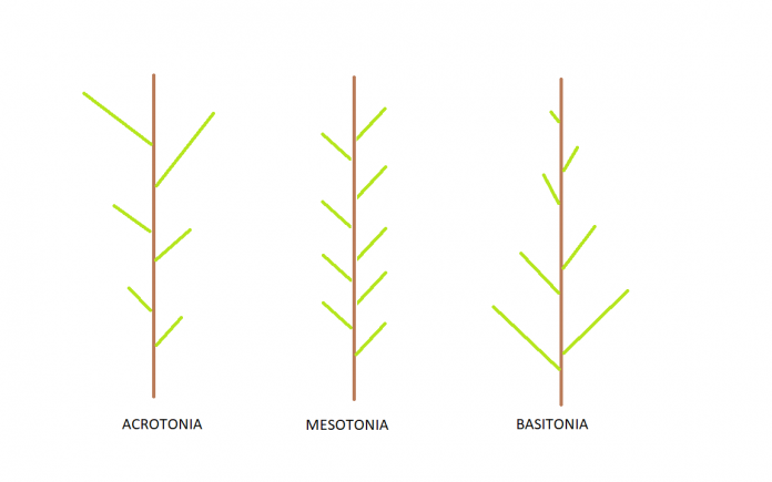 acrotonia_mesotonia_basitonia-696x435.png