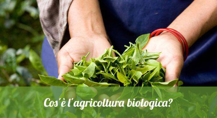 agricoltura-biologica-696x380.jpg