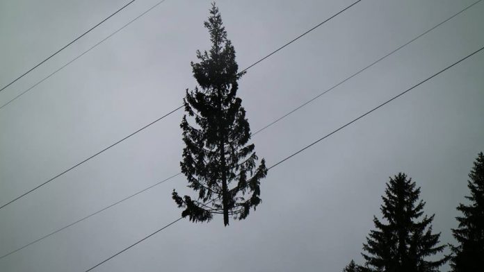 albero_su_fili_alta_tensione_tempesta_vaia-696x392.jpg