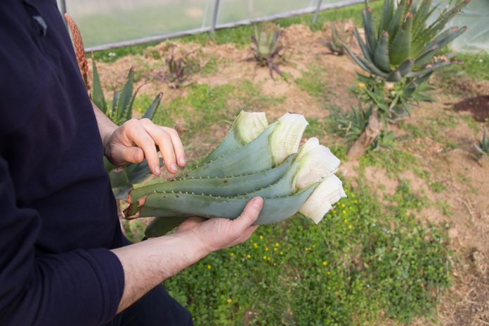 Aloe-Arborescens_Passione-Aloe-di-Omar-Spreafico-696x464.jpg