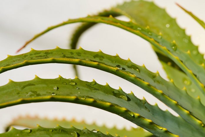 Aloe-Arborescens_Passione-Aloe-di-Omar-Spreafico_Aloe-Arborescens-foglia-larga_Aloe-Arborescens-foglia-stretta-696x464.jpg