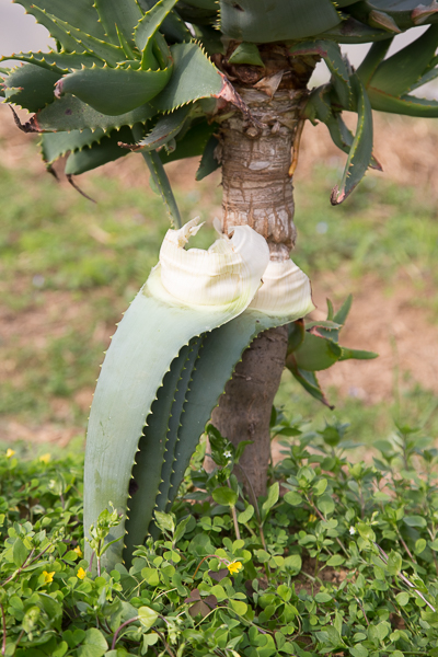 Aloe-Arborescens_Passione-Aloe-di-Omar-Spreafico_Coltivati-con-Bio-Aksxter.jpg