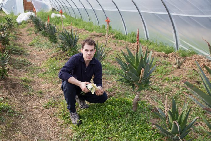 Aloe-Arborescens_Passione-Aloe-di-Omar-Spreafico_Lecco-696x464.jpg