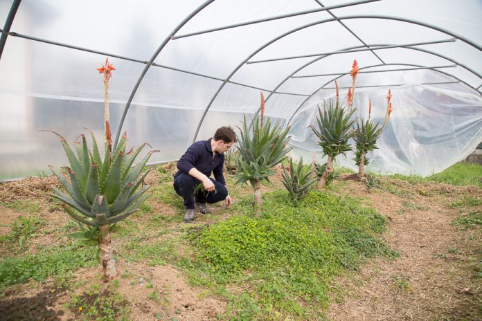 Aloe-Arborescens_Passione-Aloe-di-Omar-Spreafico_vivaio-696x464.jpg