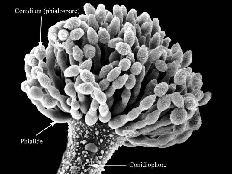 Aspergillus_flavus-768x576.jpg