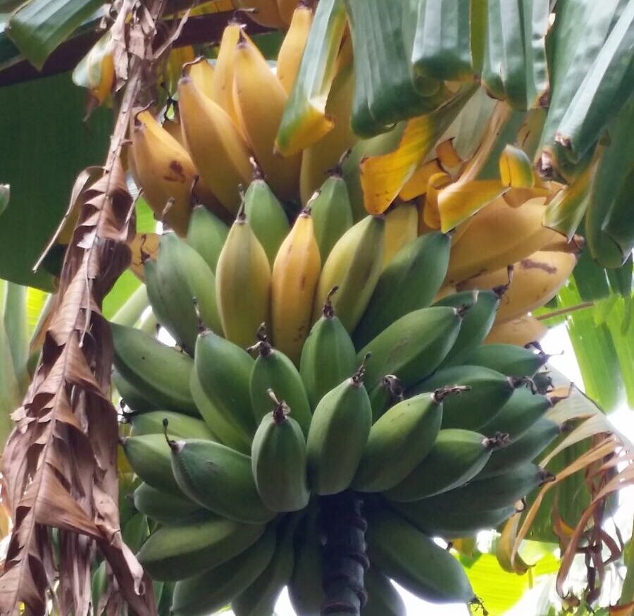 banana-pianta-esotica-Bio-Aksxter.jpeg