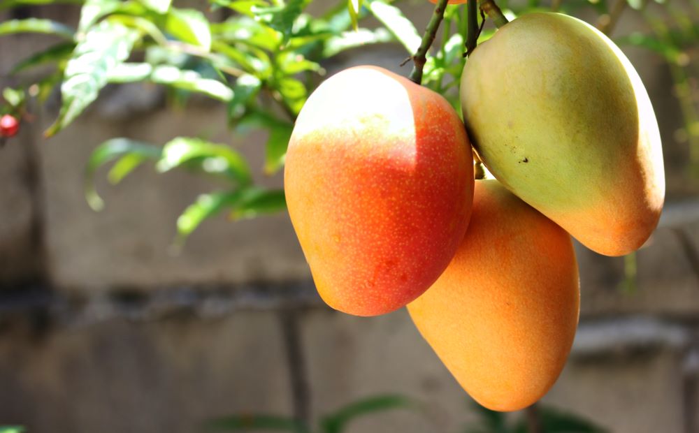 Bio-Aksxter-mango-frutta-tropicale.jpg