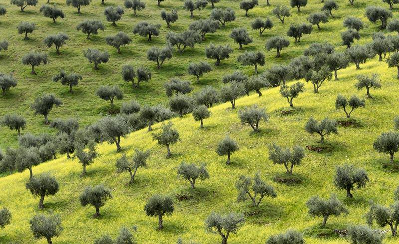 cambiamenti_climatici_agricoltura.jpg