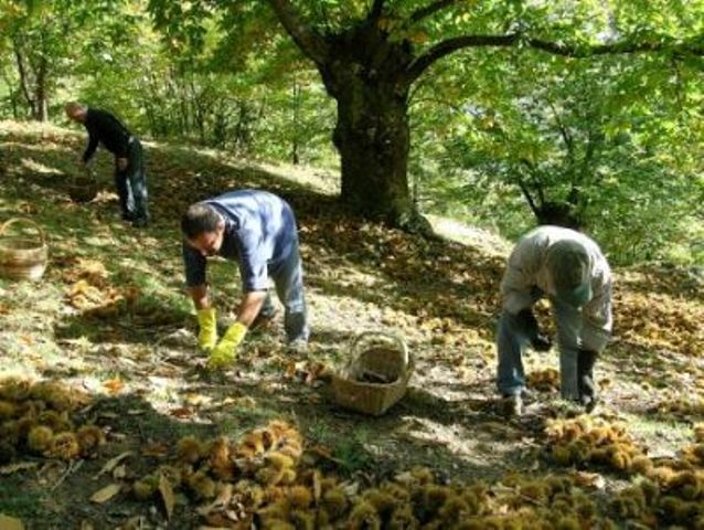 castagne_raccolta.jpg