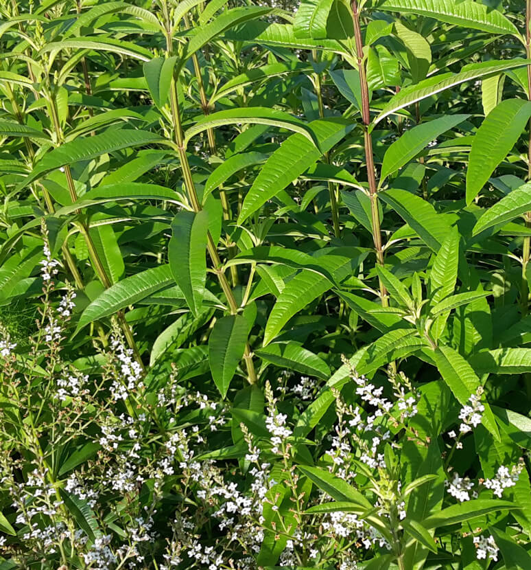 Citronella.jpg