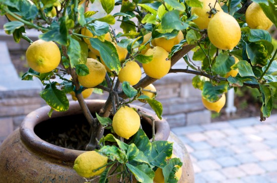 coltivare-limone-lunario.jpg