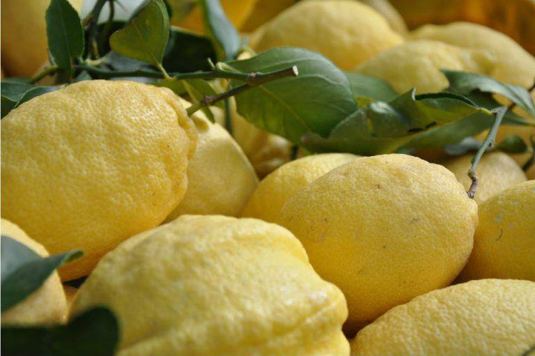 coltivare-limoni-768x511.jpg