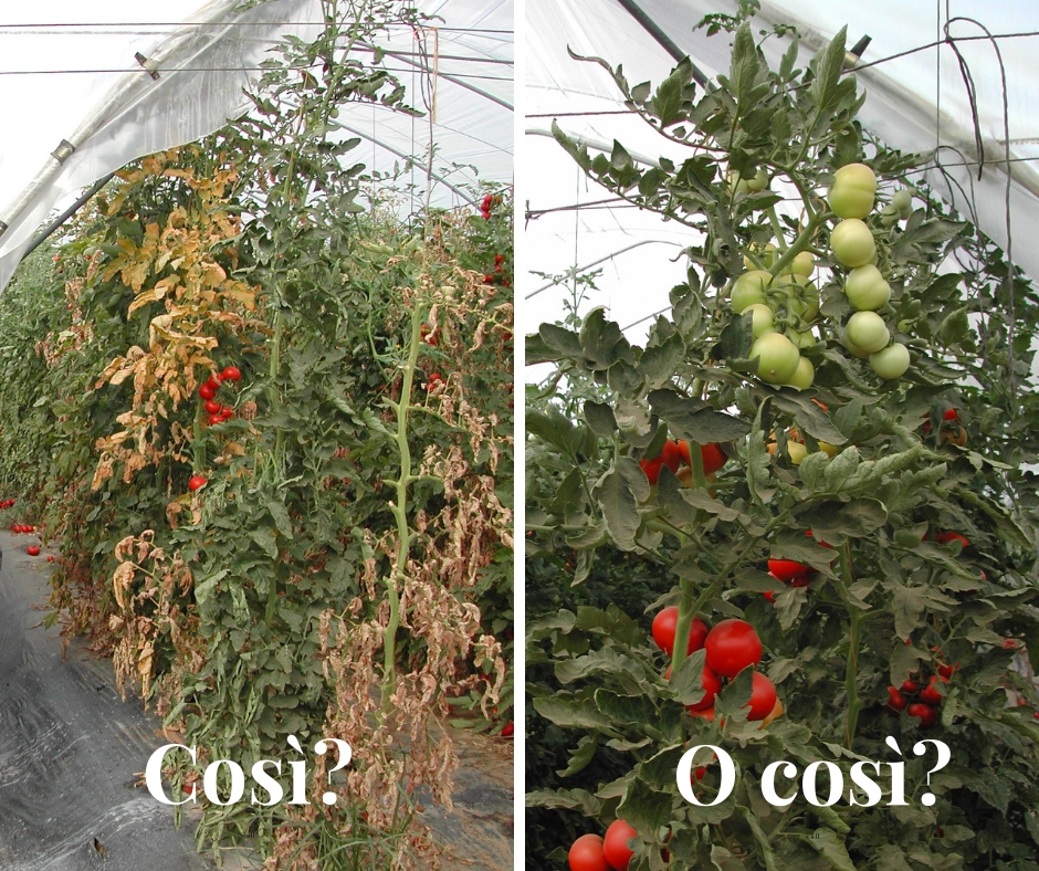 coltivare-pomodoro-con-bio-aksxter.jpg
