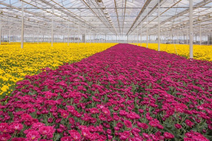 coltivazione-crisantemo-696x462.jpg