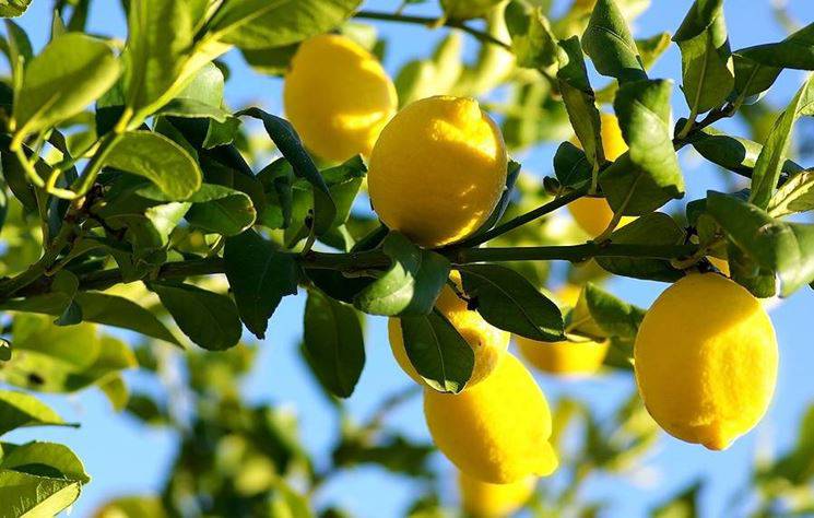 limoni freschi e foglie di limoni su fondo di legno rustico. limoni freschi  e fetta di limone su tavola di legno con disposizione piatta. sfondo di  agrumi freschi. 8376315 Stock Photo su