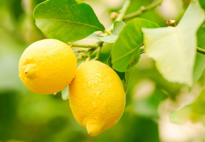 coltivazione-limone-lunario-696x485.jpg