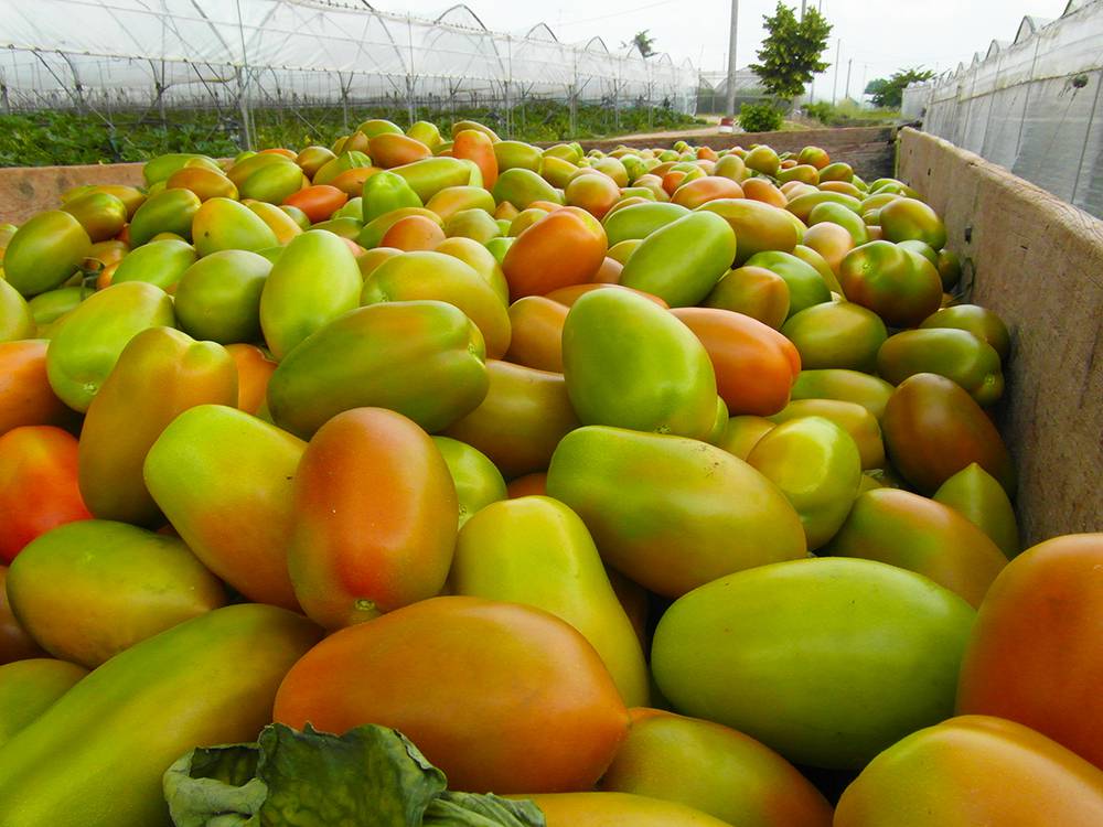 coltivazione-pomodori-serra.jpg