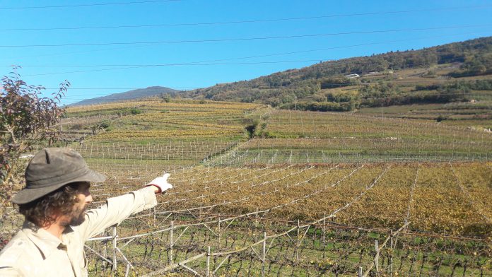 Coltivazione-vigneto-biologico_-schiava-del-1926-696x392.jpg