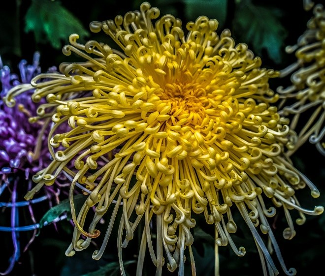 crisantemo-fiore-dei-morti-3.jpg