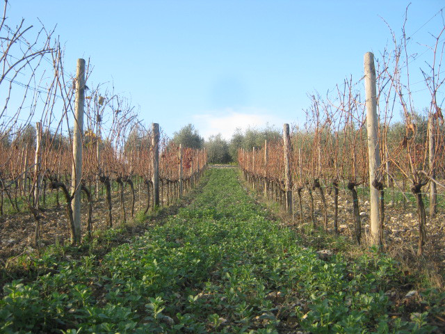 favino-sovescio-del-vigneto-chianti.jpg