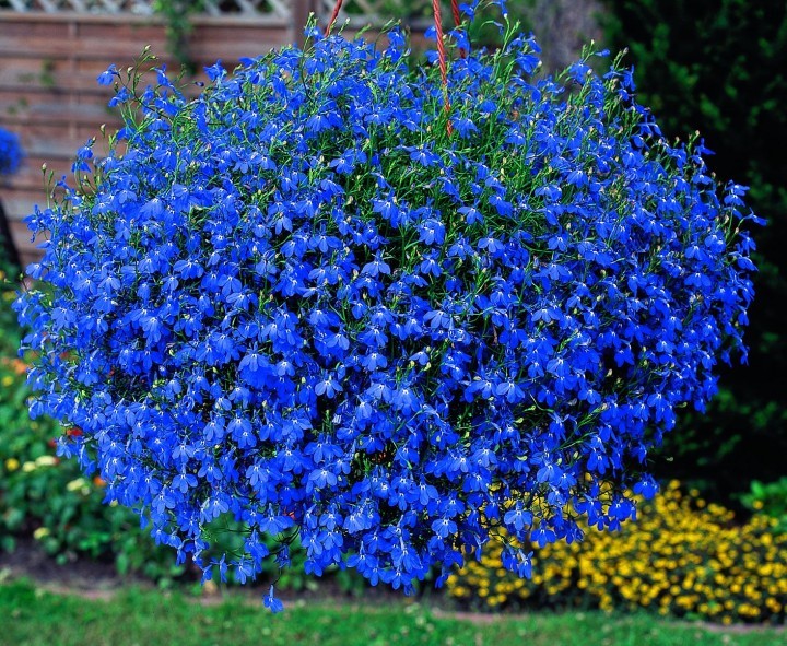 fiori_cascanti_da_balcone_Lobelia_pendula.jpg