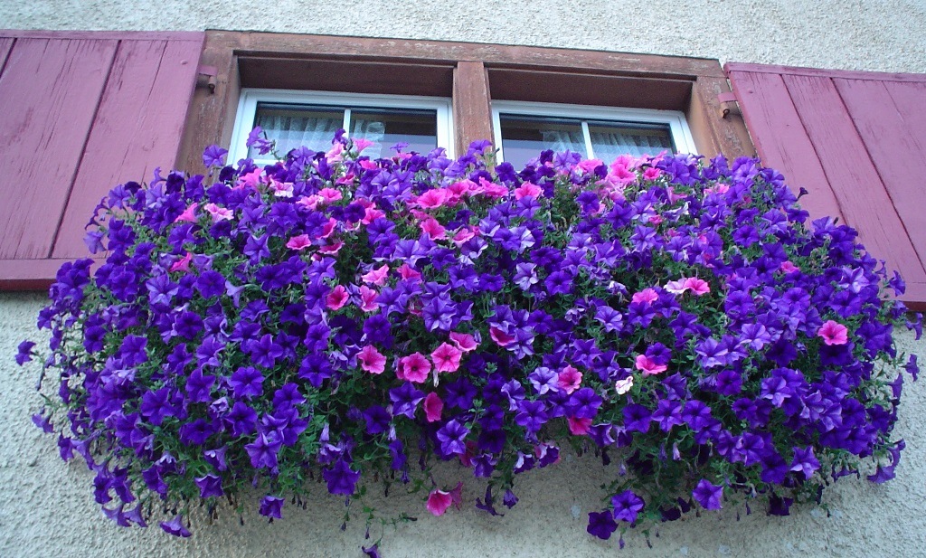 fiori_da_balcone_pendenti_SURFINIA.jpg