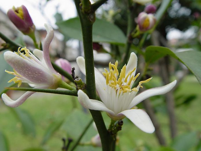 fiori-limone-lunario-696x522.jpg