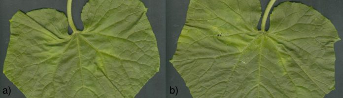 Foglie-di-piante-di-cetriolo-trattate-con-Bio-Aksxter-M31-linea-agricoltura-a-e-non-trattate-b.-696x200.jpg