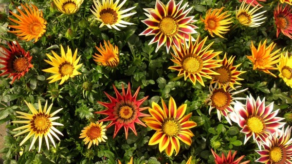 gazania_pianta_floreale_per_tomba_e_cimitero.jpg