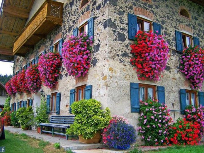 gerani-parigini-fiori-da-balcone-pendenti-696x522.jpeg