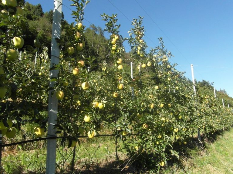 giovane-frutteto-dopo-6-mesi-768x575.jpeg