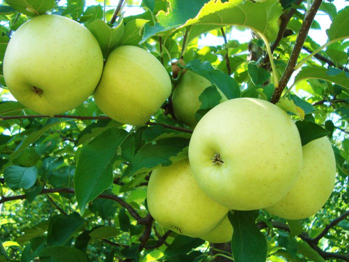 Golden-Delicious-696x522.jpeg
